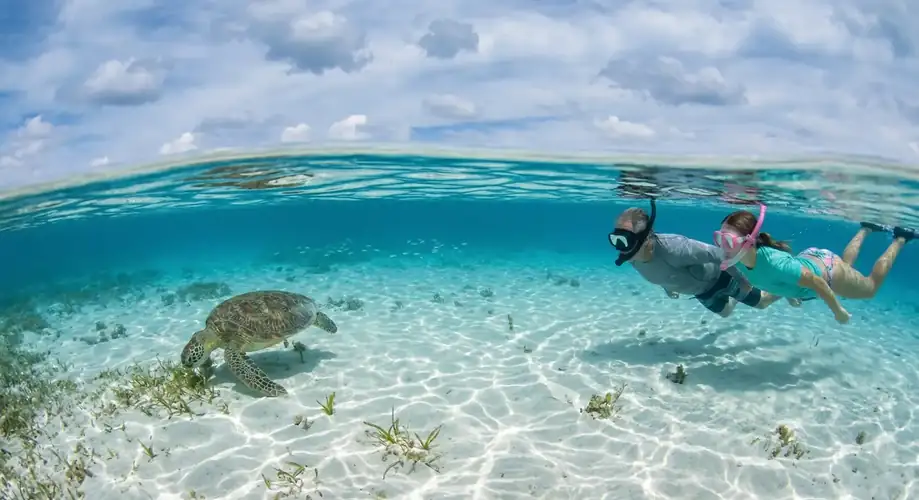 Encountering a sea turtle while snorkeling in Semporna Turtle Garden Resort